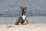 WHIPPET 306